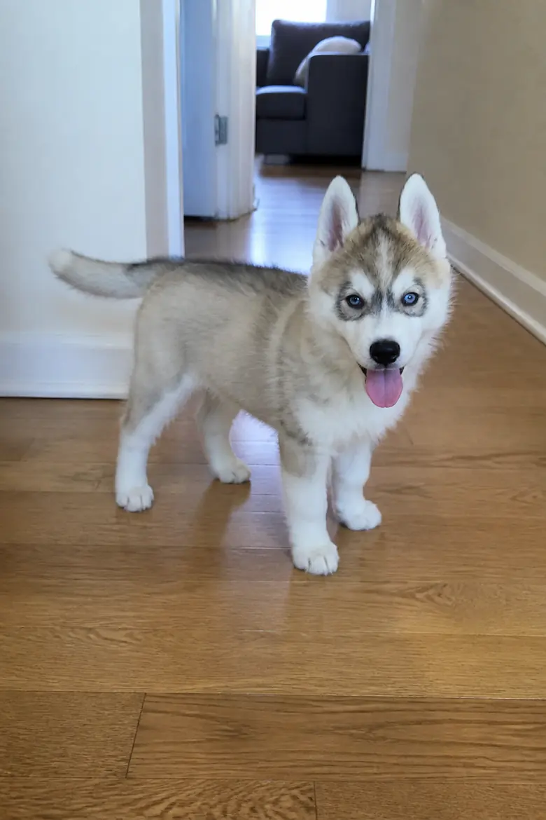 Zwykłe zdjęcie z telefonu: młody husky stoi w domowym korytarzu